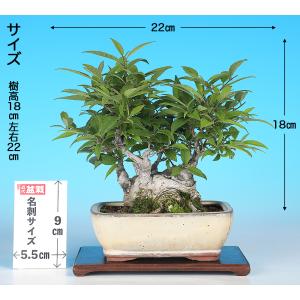 盆栽 小姓梅 接ぎ木30年 コショウバイ 現品...の詳細画像3