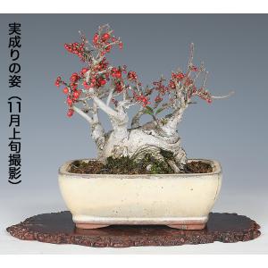 盆栽 小姓梅 接ぎ木30年 コショウバイ 現品...の詳細画像4