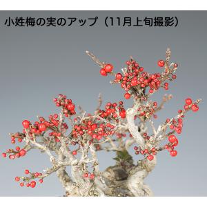 盆栽 小姓梅 接ぎ木30年 コショウバイ 現品...の詳細画像5