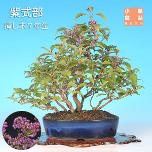 盆栽 紫式部 寄せ植え ムラサキシキブ 小品盆栽 ミニ盆栽 実物 盆栽素材