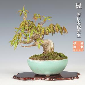 盆栽 楓 カエデ かえで 挿し木12年生 小品盆栽 ミニ盆栽 葉物盆栽 プロが作ったミニ盆栽素材 すぐ飾れる