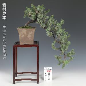 盆栽 杜松 トショウ 挿し木6年生 貴重な大懸...の詳細画像1