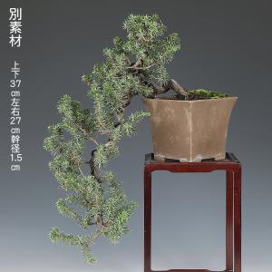 盆栽 杜松 トショウ 挿し木6年生 貴重な大懸...の詳細画像3