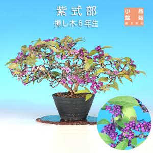 盆栽 紫式部 寄せ植え ムラサキシキブ 小品盆栽 ミニ盆栽 実物 盆栽素材