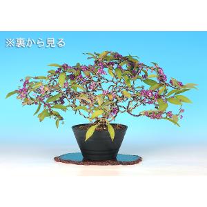 盆栽 紫式部 寄せ植え ムラサキシキブ 小品盆...の詳細画像3