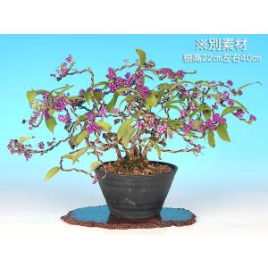 盆栽 紫式部 寄せ植え ムラサキシキブ 小品盆...の詳細画像4
