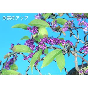 盆栽 紫式部 寄せ植え ムラサキシキブ 小品盆...の詳細画像5