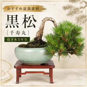 盆栽 黒松 千寿丸 接ぎ木5年生 クロマツ 八ツ房 懸崖 小品盆栽 ミニ盆栽 松柏盆栽 枝づくり簡単 丈夫で育てやすい 初心者 ギフト プレゼント 父の日 敬老の日