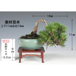 盆栽 黒松 千寿丸 接ぎ木5年生 クロマツ 八...の詳細画像2