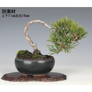 盆栽 黒松 千寿丸 接ぎ木5年生 クロマツ 八...の詳細画像3