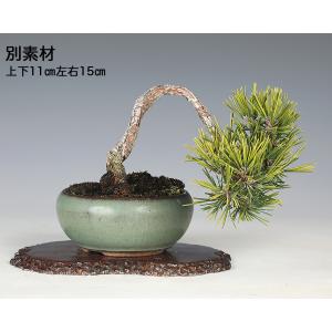 盆栽 黒松 千寿丸 接ぎ木5年生 クロマツ 八...の詳細画像4