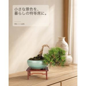 盆栽 黒松 千寿丸 接ぎ木5年生 クロマツ 八...の詳細画像5