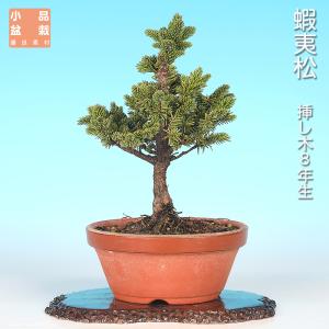 盆栽 八ツ房蝦夷松 エゾ松 エゾマツ えぞまつ 挿し木8年生 小品盆栽 ミニ盆栽 模様木 盆栽素材