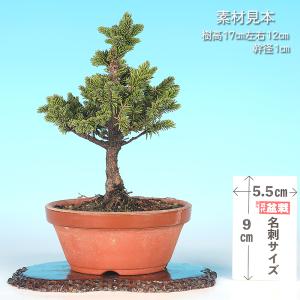 盆栽 八ツ房蝦夷松 エゾ松 エゾマツ えぞまつ...の詳細画像1