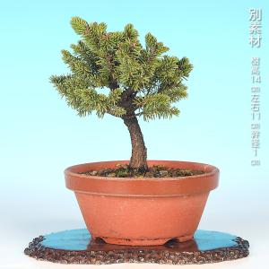 盆栽 八ツ房蝦夷松 エゾ松 エゾマツ えぞまつ...の詳細画像4
