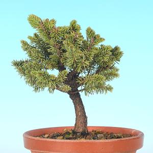 盆栽 八ツ房蝦夷松 エゾ松 エゾマツ えぞまつ...の詳細画像5