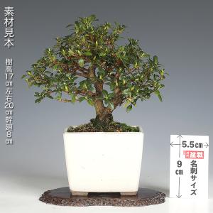 盆栽 皐月 明美の月 挿し木10年生 サツキ ...の詳細画像1