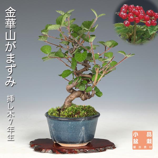 盆栽 金華山がまずみ 挿し木7年生 ガマズミ 白い花 きれいな赤実 赤い実 丈夫で育てやすい 初心者...