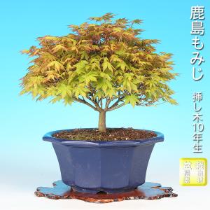 中品盆栽：特選清姫紅葉 現品*きよひめもみじ モミジ Momiji : 遊恵