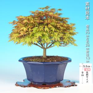 盆栽 鹿島もみじ モミジ カシマモミジ イロハ...の詳細画像1