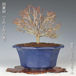 盆栽 鹿島もみじ モミジ カシマモミジ イロハ...の詳細画像3