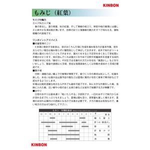 盆栽 鹿島もみじ モミジ カシマモミジ イロハ...の詳細画像5