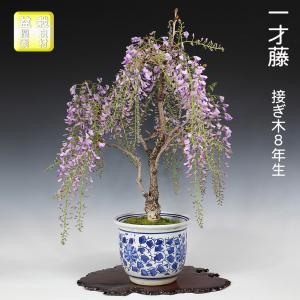 盆栽 一才藤 接ぎ木8年生 イッサイフジ ふじ 藤 フジ 紫の花 花のカーテン 幹の古色も魅力 丈夫で育てやすい 初心者向き 中品盆栽 花物盆栽