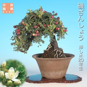 盆栽 磯ざんしょう 挿し木20年生 イソザンショ...の商品画像
