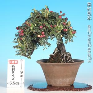 盆栽 磯ざんしょう 挿し木20年生 イソザンシ...の詳細画像1