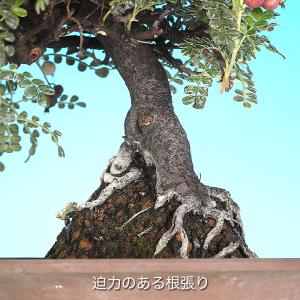 盆栽 磯ざんしょう 挿し木20年生 イソザンシ...の詳細画像3