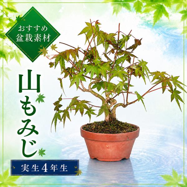 盆栽 山もみじ 寄せ植え 実生4年生 山紅葉 モミジ 葉物盆栽 雑木盆栽 盆栽素材 四季を楽しむ 新...