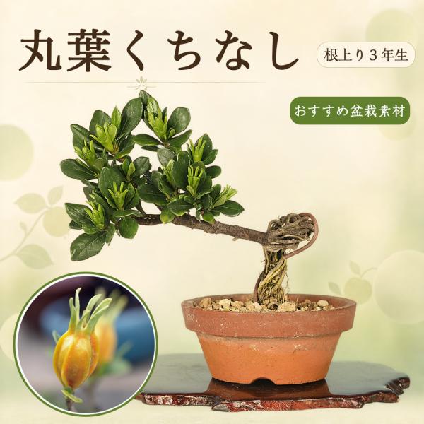 盆栽 丸葉くちなし クチナシ 根伏せ 3年生 根上り ミニ盆栽 小品盆栽 花物 実物 花 香り 実 ...