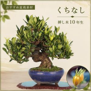 盆栽 くちなし 喜代誉 挿し木4年生 クチナシ 梔子 キヨホマレ 白花 芳香花 オレンジの実 ミニ盆栽 小品盆栽 花物盆栽 実物盆栽 初心者 ギフト