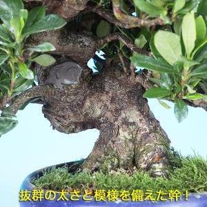 盆栽 くちなし 喜代誉 挿し木4年生 クチナシ...の詳細画像2