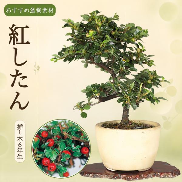 盆栽 紅したん ミニ盆栽 べにしたん 実もの 花もの 小品盆栽 挿し木 6年生 赤い実 初心者向け ...