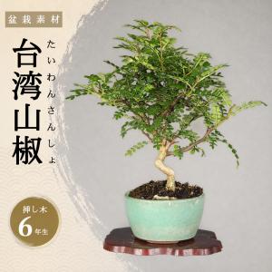 盆栽 台湾さんしょう 挿し木6年生 樹高20cm 台湾山椒 サンショウ 小品盆栽 ミニ盆栽 山椒の木 香りの葉 初心者 ギフト