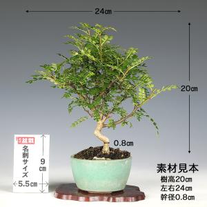 盆栽 台湾さんしょう 挿し木6年生 樹高20c...の詳細画像2