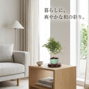 盆栽 台湾さんしょう 挿し木6年生 樹高20c...の詳細画像3