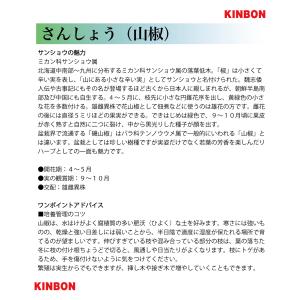 盆栽 台湾さんしょう 挿し木6年生 樹高20c...の詳細画像4