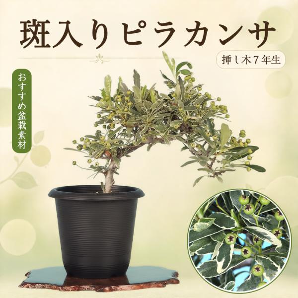盆栽 ピラカンサ 黄実 トキワサンザシ 黄色の実 白花 自然交配で実成りも簡単 常緑樹 小品盆栽 ミ...