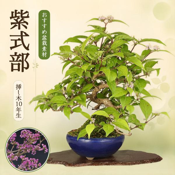盆栽 紫式部 挿し木10年生 模様木 樹高26cm 盆栽素材 本格模様木 実もの盆栽 ムラサキシキブ...