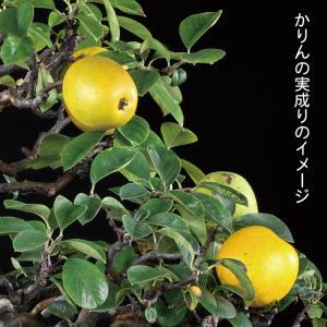 盆栽 唐かりん 接ぎ木6年生 実付き 中品盆栽...の詳細画像3