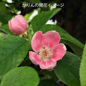 盆栽 唐かりん 接ぎ木6年生 実付き 中品盆栽...の詳細画像4