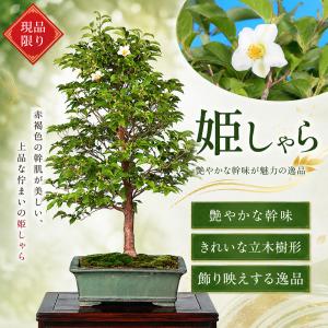 盆栽 姫しゃら 実生11年生 姫娑羅 ヒメシャラ 樹高72cm 高級一品盆栽 立ち木樹形 雑木盆栽 ギフト 敬老の日 父の日 誕生日 祝い