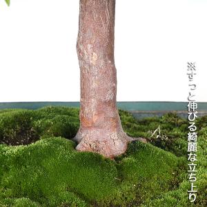 盆栽 姫しゃら 実生11年生 姫娑羅 ヒメシャ...の詳細画像2