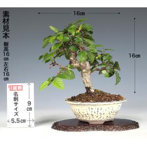 盆栽 いわしで イワシデ 岩四手 挿し木8年生...の詳細画像2