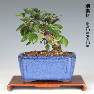盆栽 いわしで イワシデ 岩四手 挿し木8年生...の詳細画像3