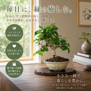 盆栽 いわしで イワシデ 岩四手 挿し木8年生...の詳細画像4