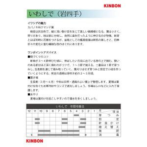 盆栽 いわしで イワシデ 岩四手 挿し木8年生...の詳細画像5