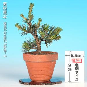 盆栽 五葉松 玉翠 接ぎ木3年生 ゴヨウマツ ...の詳細画像1